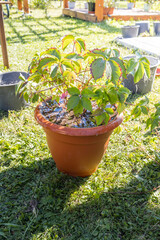 A small plant is sitting in a pot on the grass