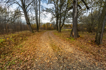 Fototapeta premium A path through a forest with leaves on the ground