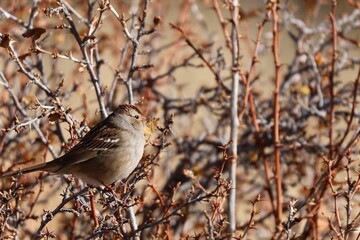 sparrow on a branch