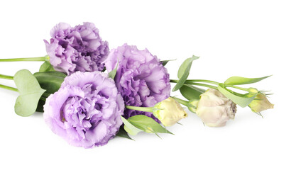 Beautiful violet eustoma flowers with green leaves isolated on white
