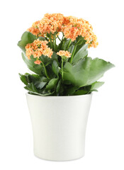 One beautiful kalanchoe flower in pot isolated on white