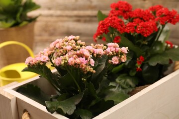 Beautiful kalanchoe flowers in pots inside crate near wooden wall, closeup