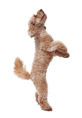 Cute Toy Poodle dog on white background. Lovely pet