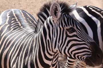 Naklejka premium zebra close up