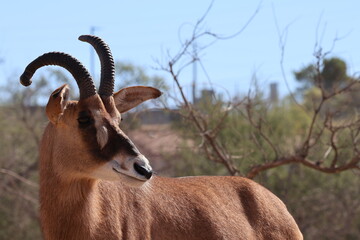 Roan antelope