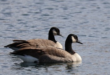 canadian geese swimming in water