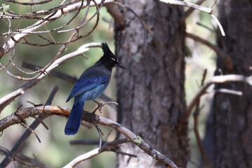 steller's jay on a branch