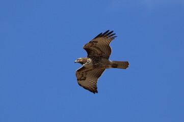 hawk flying in the sky