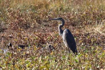 great blue heron