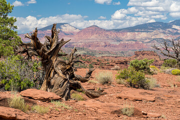 Bare tree in Capitol Reef National Park in southern Utah