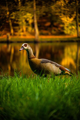 duck in the grass