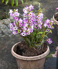 Nice photo of noble dendrobium plant