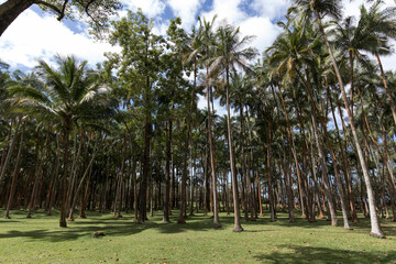 A park with palms