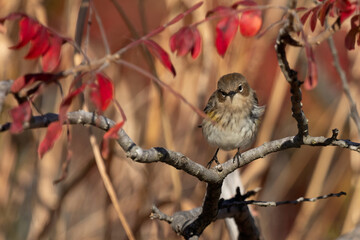 A Yellow-rumped warbler perches on a branch in a tree. Beautiful autumn colors are seen all around the bird.