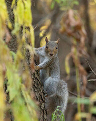 An Eastern Grey Squirrel looks down from a tree in the woods during autumn. Warm fall foliage is blurred in the background. looks down from a tree in the woods during autumn. Warm fall foliage is blur