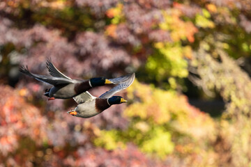 Two male mallard ducks, or drakes, fly during autumn. The warm and bright colors of the fall foiage...