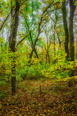 Naklejka premium Forest flora,maple trees in the forest,beautiful look on the woods.Landscape photo in the forest.Autumn colors,green and orange leaves on trees, field near the forest
