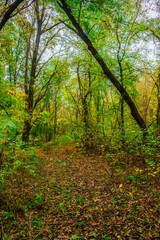 Fototapeta premium Forest flora,maple trees in the forest,beautiful look on the woods.Landscape photo in the forest.Autumn colors,green and orange leaves on trees, field near the forest