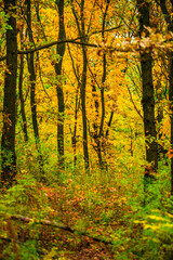 Maple forest , maple leaves and trees on the picture,yellow and orange colors.Fall in the forest,beautiful nature, autumn landscape in the forest.Woodlands flora in the park.Pov camping in the forest