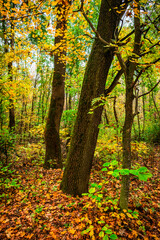 Maple forest , maple leaves and trees on the picture,yellow and orange colors.Fall in the forest,beautiful nature, autumn landscape in the forest.Woodlands flora in the park.Pov camping in the forest