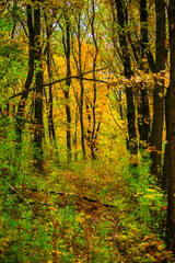 Maple forest , maple leaves and trees on the picture,yellow and orange colors.Fall in the forest,beautiful nature, autumn landscape in the forest.Woodlands flora in the park.Pov camping in the forest