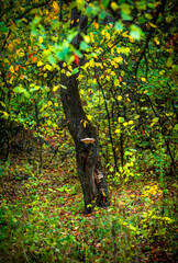 Maple forest , maple leaves and trees on the picture,yellow and orange colors.Fall in the forest,beautiful nature, autumn landscape in the forest.Woodlands flora in the park.Pov camping in the forest