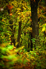 Obraz premium Maple forest , maple leaves and trees on the picture,yellow and orange colors.Fall in the forest,beautiful nature, autumn landscape in the forest.Woodlands flora in the park.Pov camping in the forest