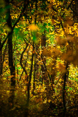 Maple forest , maple leaves and trees on the picture,yellow and orange colors.Fall in the forest,beautiful nature, autumn landscape in the forest.Woodlands flora in the park.Pov camping in the forest