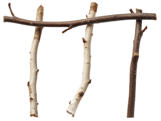 Macro photo of birch branches on isolated transparent background. Large branch, two smaller ones in diagonal line. Brown and white colors, varying sizes. Dry, isolated, close-up view of tree elements.