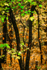 Maple forest , maple leaves and trees on the picture,yellow and orange colors.Fall in the forest,beautiful nature, autumn landscape in the forest.Woodlands flora in the park.Pov camping in the forest