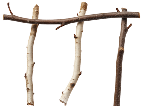 Macro photo of birch branches on isolated transparent background. Large branch, two smaller ones in diagonal line. Brown and white colors, varying sizes. Dry, isolated, close-up view of tree elements.