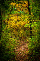Maple forest , maple leaves and trees on the picture,yellow and orange colors.Fall in the forest,beautiful nature, autumn landscape in the forest.Woodlands flora in the park.Pov camping in the forest