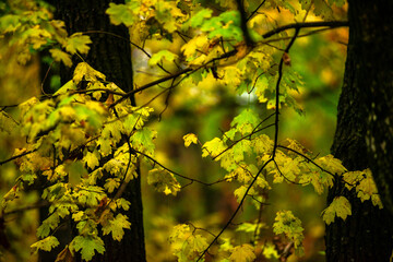 Maple forest , maple leaves and trees on the picture,yellow and orange colors.Fall in the forest,beautiful nature, autumn landscape in the forest.Woodlands flora in the park.Pov camping in the forest