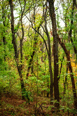 Maple forest , maple leaves and trees on the picture,yellow and orange colors.Fall in the forest,beautiful nature, autumn landscape in the forest.Woodlands flora in the park.Pov camping in the forest