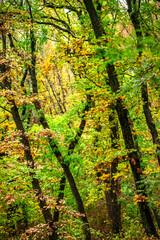 Maple forest , maple leaves and trees on the picture,yellow and orange colors.Fall in the forest,beautiful nature, autumn landscape in the forest.Woodlands flora in the park.Pov camping in the forest