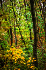 Maple forest , maple leaves and trees on the picture,yellow and orange colors.Fall in the forest,beautiful nature, autumn landscape in the forest.Woodlands flora in the park.Pov camping in the forest