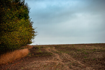 Forest flora,maple trees in the forest,beautiful look on the woods.Landscape photo in the forest.Autumn colors,green and orange leaves on trees, field near the forest