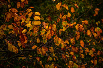 Forest flora,maple trees in the forest,beautiful look on the woods.Landscape photo in the...