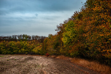 Forest flora,maple trees in the forest,beautiful look on the woods.Landscape photo in the forest.Autumn colors,green and orange leaves on trees, field near the forest