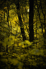 Obraz premium Maple forest at the autumn day,leaves on trees with beautiful colors.Mystery woodlands,yellow and green trees in the forest.Maple leaves.Landscape in the woods.Horizontical and vertical shots .