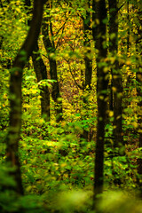 Obraz premium Maple forest at the autumn day,leaves on trees with beautiful colors.Mystery woodlands,yellow and green trees in the forest.Maple leaves.Landscape in the woods.Horizontical and vertical shots .