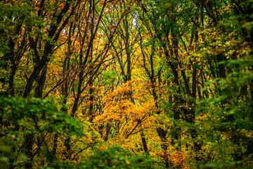 Maple forest at the autumn day,leaves on trees with beautiful colors.Mystery woodlands,yellow and green trees in the forest.Maple leaves.Landscape in the woods.Horizontical and vertical shots .