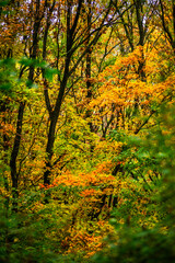 Maple forest at the autumn day,leaves on trees with beautiful colors.Mystery woodlands,yellow and green trees in the forest.Maple leaves.Landscape in the woods.Horizontical and vertical shots .