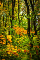 Obraz premium Maple forest at the autumn day,leaves on trees with beautiful colors.Mystery woodlands,yellow and green trees in the forest.Maple leaves.Landscape in the woods.Horizontical and vertical shots .