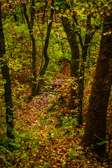Naklejka premium Bridge in the autumn forest , hallowen landscape ,old bridge in the beautiful woodlands,fall colors , leaves on the ground , beautiful landscape .Orange and yellow colors.Fall in the forest.Mystery