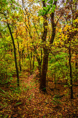 Autumn forest at the morning,green and yellow leaves on trees.Beautiful landscape pictures in the woodlands and forest.Path in the woods, Ukrainian nature.Beautiful and mystery weather ,fall colors 