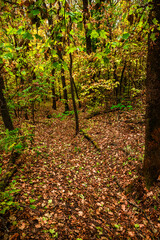 Autumn forest at the morning,green and yellow leaves on trees.Beautiful landscape pictures in the woodlands and forest.Path in the woods, Ukrainian nature.Beautiful and mystery weather ,fall colors 