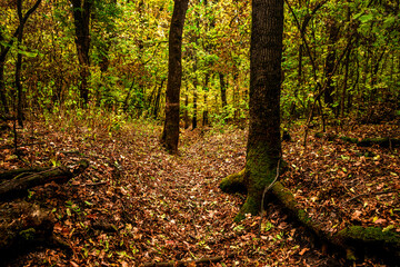 Obraz premium Autumn forest at the morning,green and yellow leaves on trees.Beautiful landscape pictures in the woodlands and forest.Path in the woods, Ukrainian nature.Beautiful and mystery weather ,fall colors 