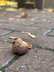 acorn