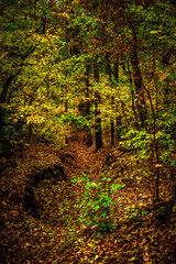 Autumn forest at the morning,green and yellow leaves on trees.Beautiful landscape pictures in the woodlands and forest.Path in the woods, Ukrainian nature.Beautiful and mystery weather ,fall colors 